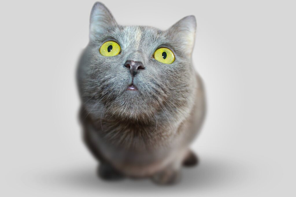 Kedi Kusma Nedenleri