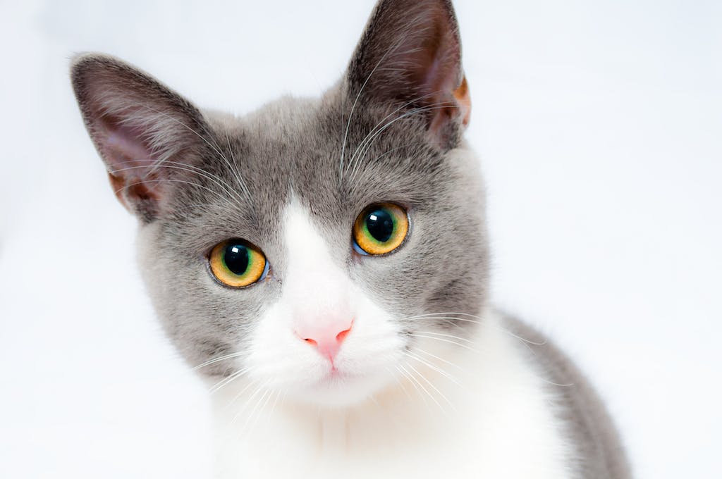 kedi malt macunu