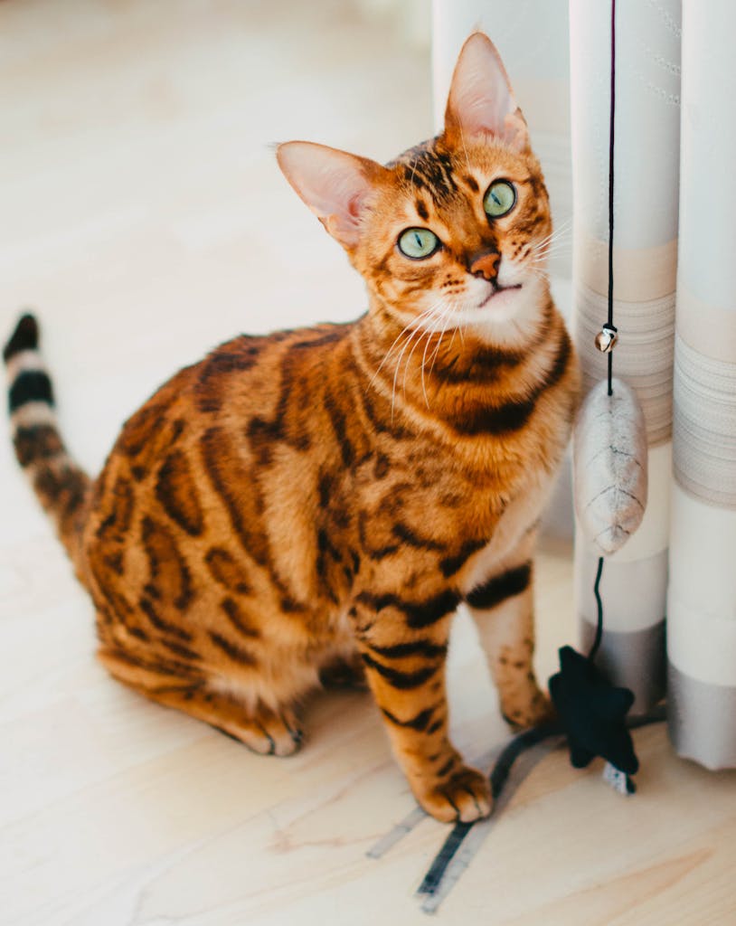 bengal kedisi