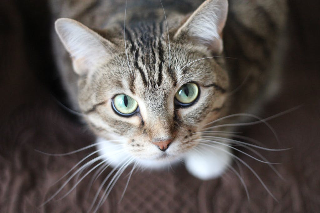 dişi kedi isimleri