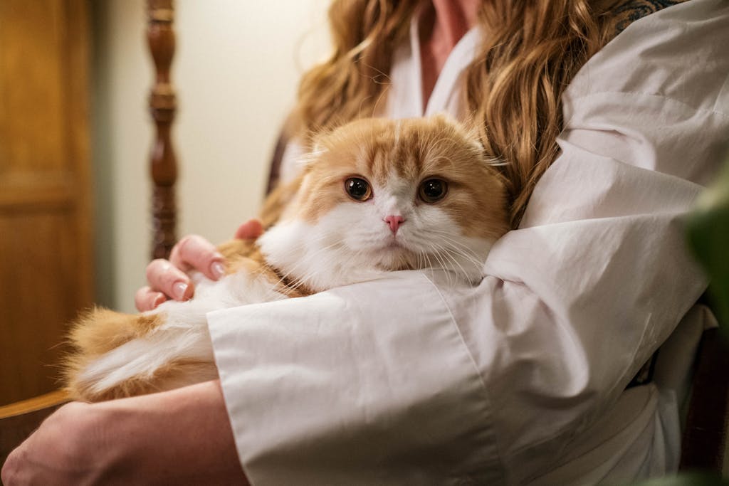 Kedi İnsan Yaşı Hesaplama