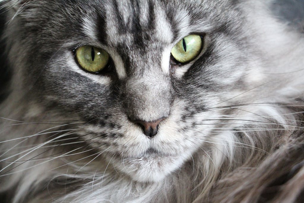 kedi tüy yumağı