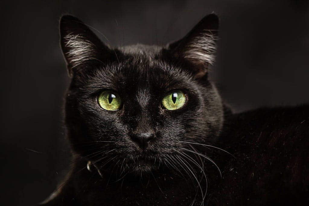 Kediler İçin Aşı Takvimi