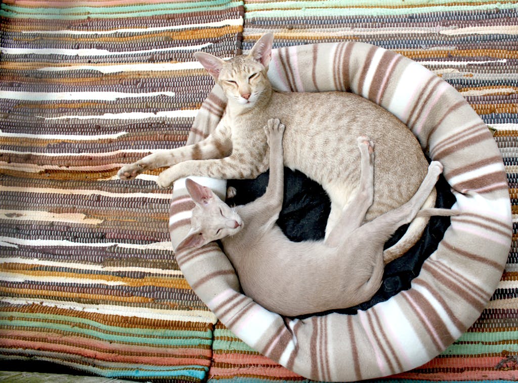 oriental shorthair