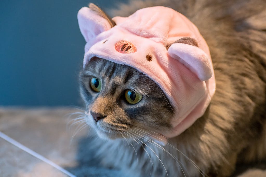 yeni kedi