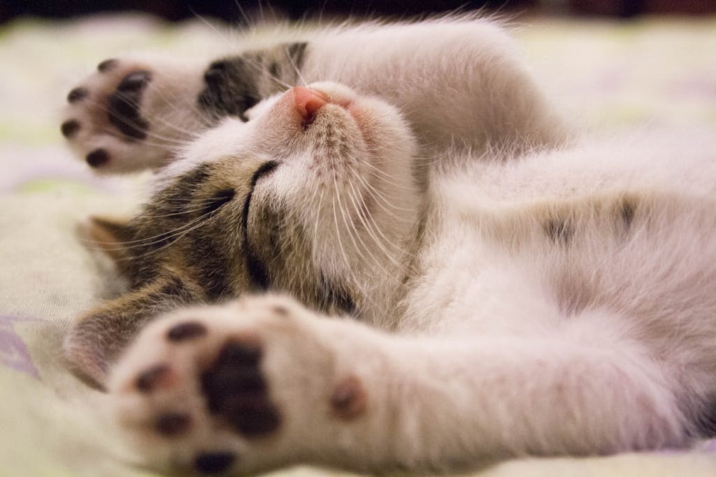 Yeni kedi sahiplenme